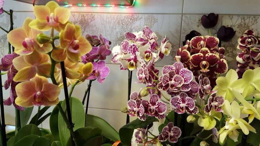  - orhidee in colectie