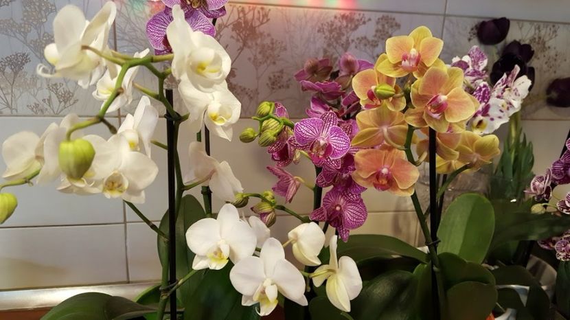  - orhidee in colectie