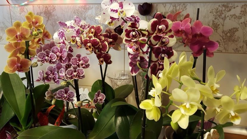  - orhidee in colectie