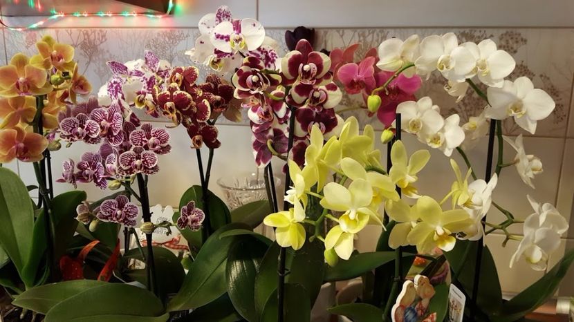  - orhidee in colectie