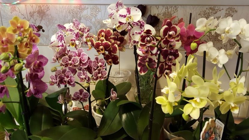  - orhidee in colectie