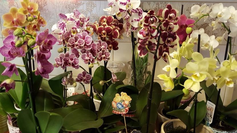  - orhidee in colectie