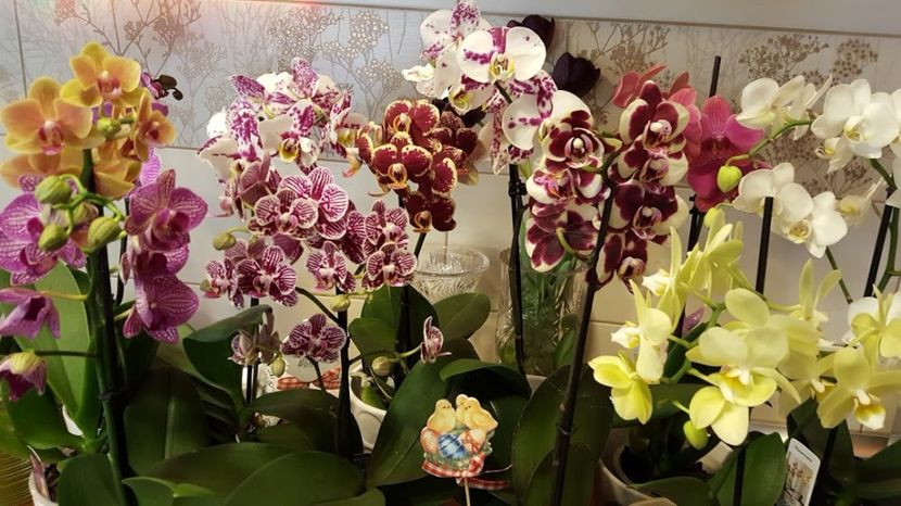  - orhidee in colectie