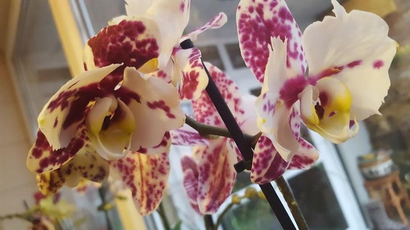  - orhidee in colectie