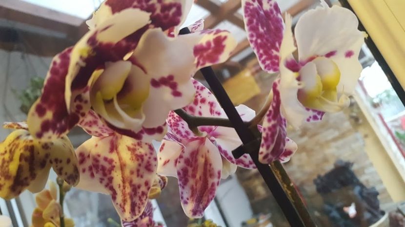  - orhidee in colectie