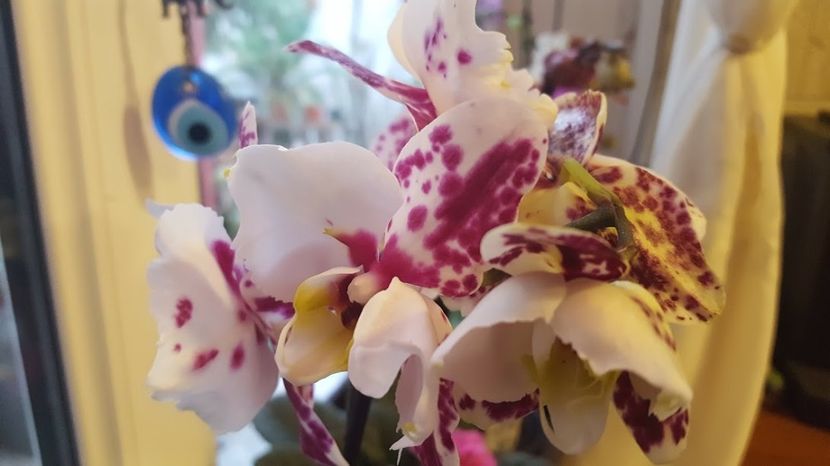  - orhidee in colectie