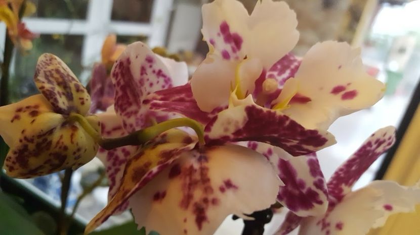  - orhidee in colectie