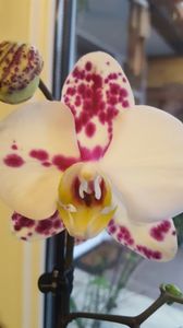  - orhidee in colectie