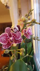  - orhidee in colectie