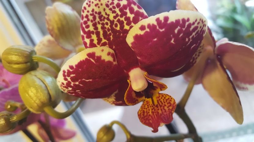  - orhidee in colectie