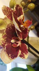  - orhidee in colectie