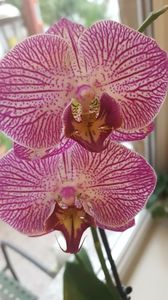  - orhidee in colectie