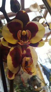  - orhidee in colectie