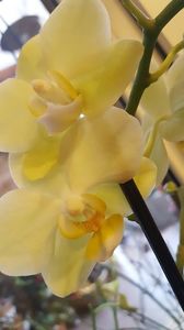  - orhidee in colectie