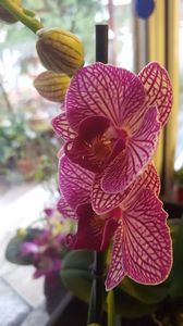  - orhidee in colectie