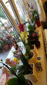  - orhidee in colectie