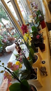  - orhidee in colectie