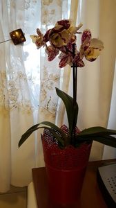  - orhidee in colectie