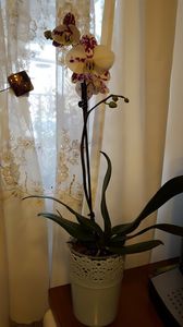  - orhidee in colectie