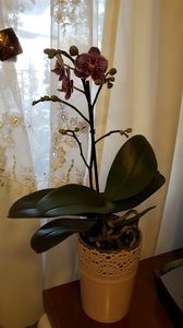  - orhidee in colectie