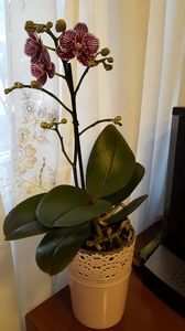  - orhidee in colectie