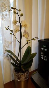  - orhidee in colectie
