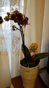  - orhidee in colectie