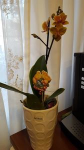  - orhidee in colectie