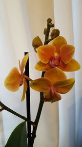  - orhidee in colectie