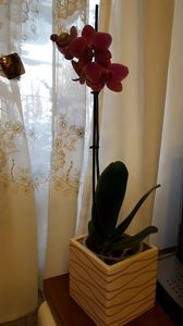  - orhidee in colectie