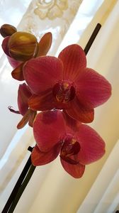  - orhidee in colectie