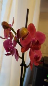  - orhidee in colectie