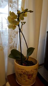  - orhidee in colectie
