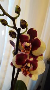  - orhidee in colectie