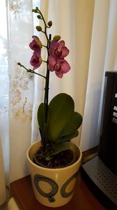  - orhidee in colectie