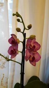  - orhidee in colectie