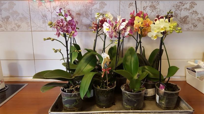  - orhidee in colectie