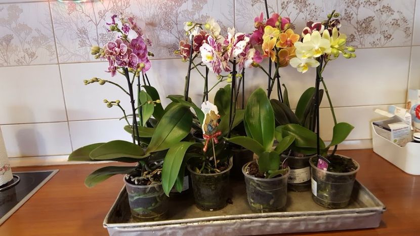  - orhidee in colectie