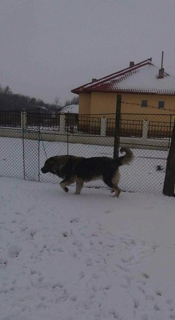  - PAZA ciobanesc carpatin