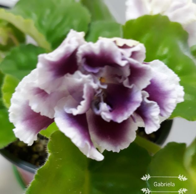  - Rs Gertsoginea - Rs Duchess