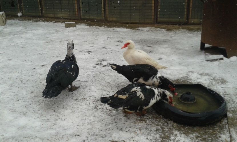  - Rate lesesti -2018