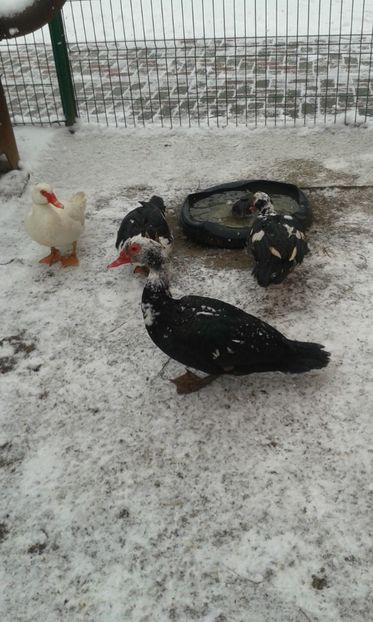  - Rate lesesti -2018