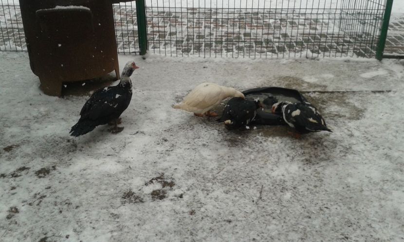  - Rate lesesti -2018