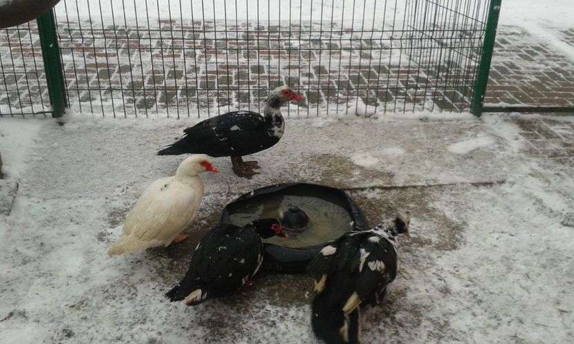  - Rate lesesti -2018