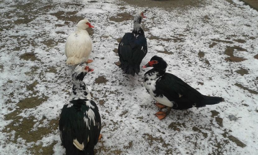  - Rate lesesti -2018