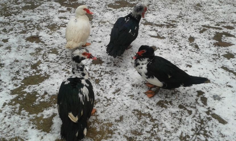  - Rate lesesti -2018