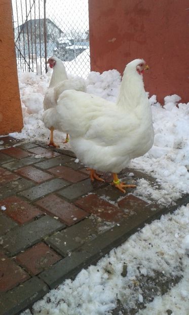  - Wyandotte alb 2018