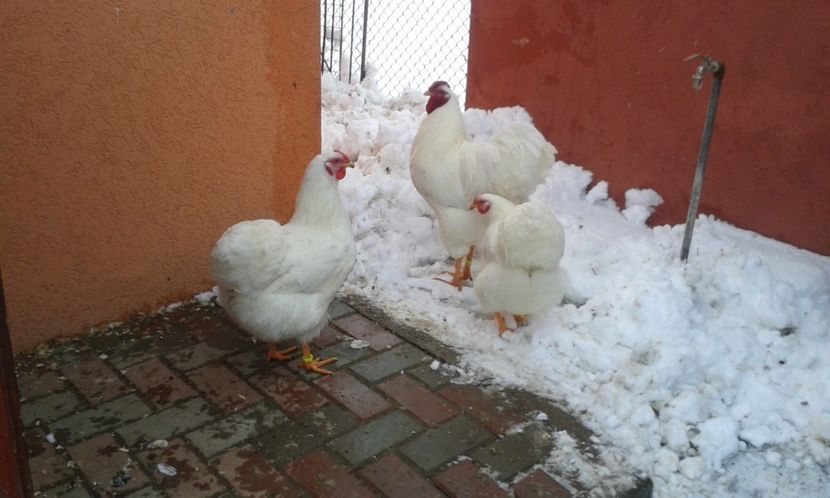  - Wyandotte alb 2018