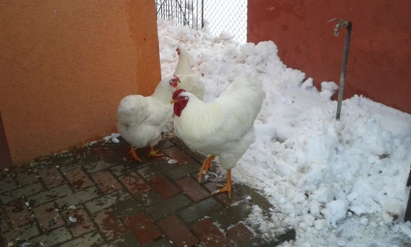  - Wyandotte alb 2018