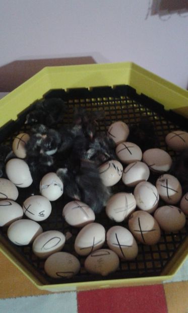  - PUI 2018 AUSTRALOP WYANDOTTE